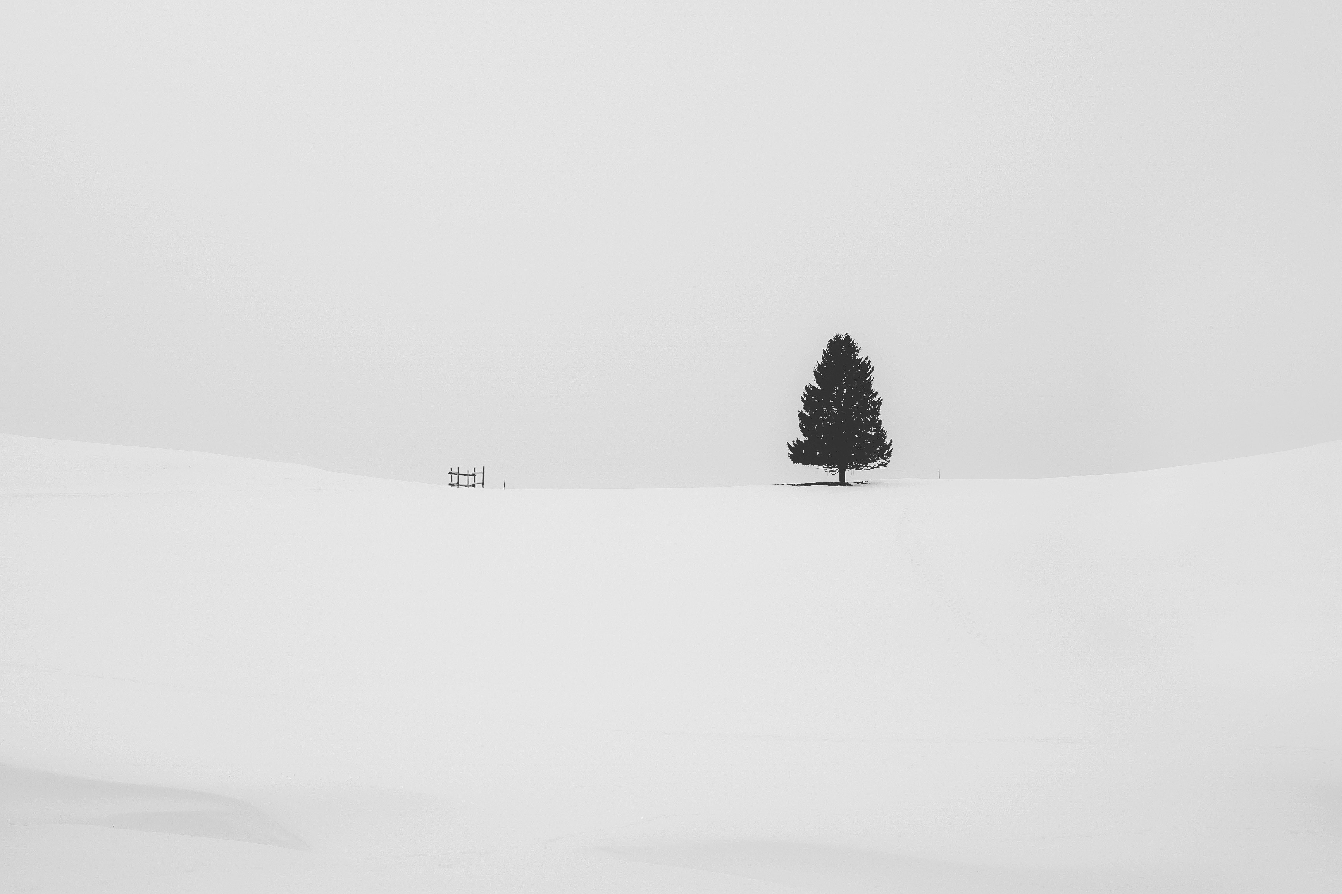 Snow Tree Minimal 5k 2560x1080 Resolution HD 4k Wallpaper, Image, Background, Photo and Picture