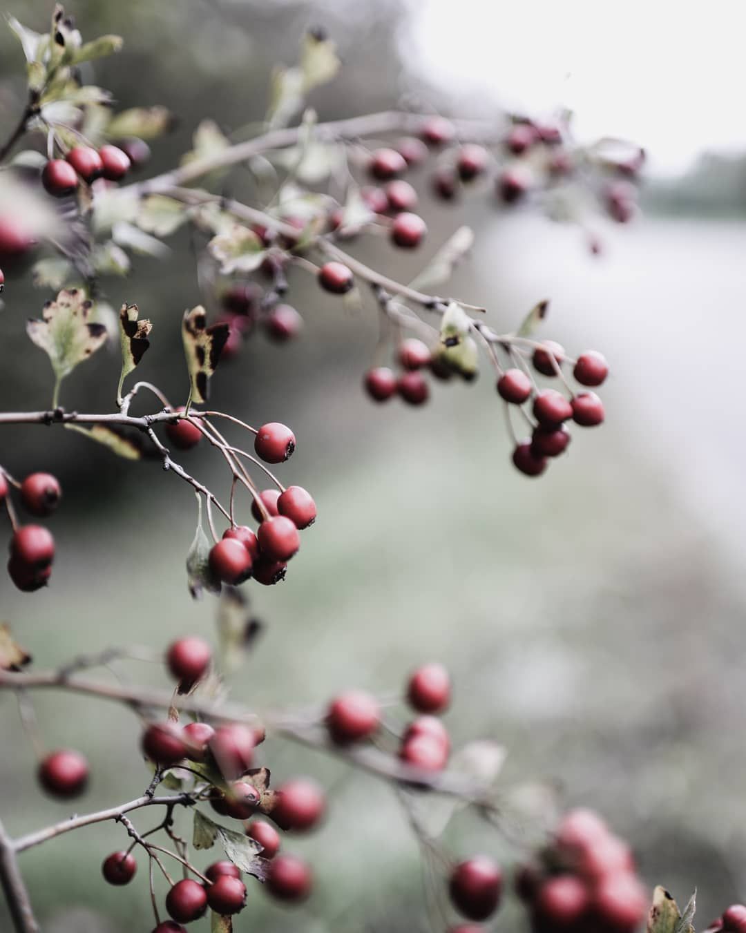 Autumn Berry Flower Wallpapers - Wallpaper Cave