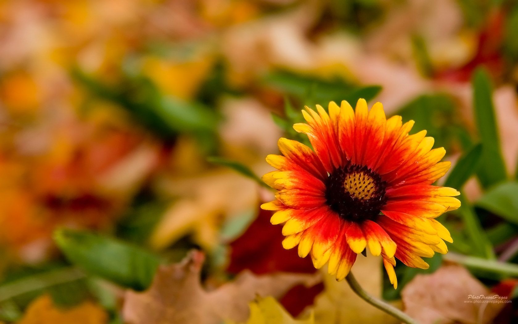 Autumn Flowers Wallpaper