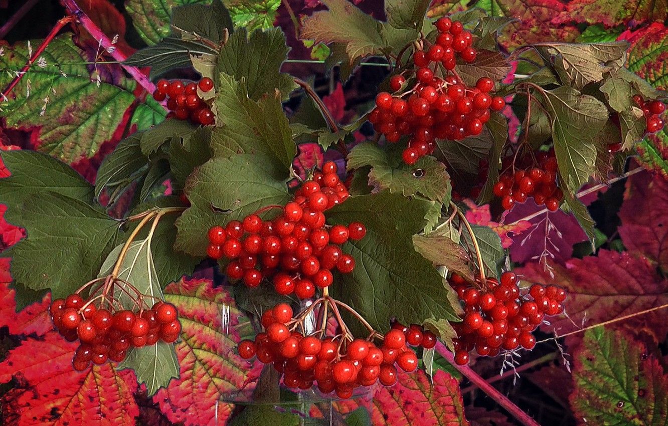 Autumn Berry Flower Wallpapers - Wallpaper Cave