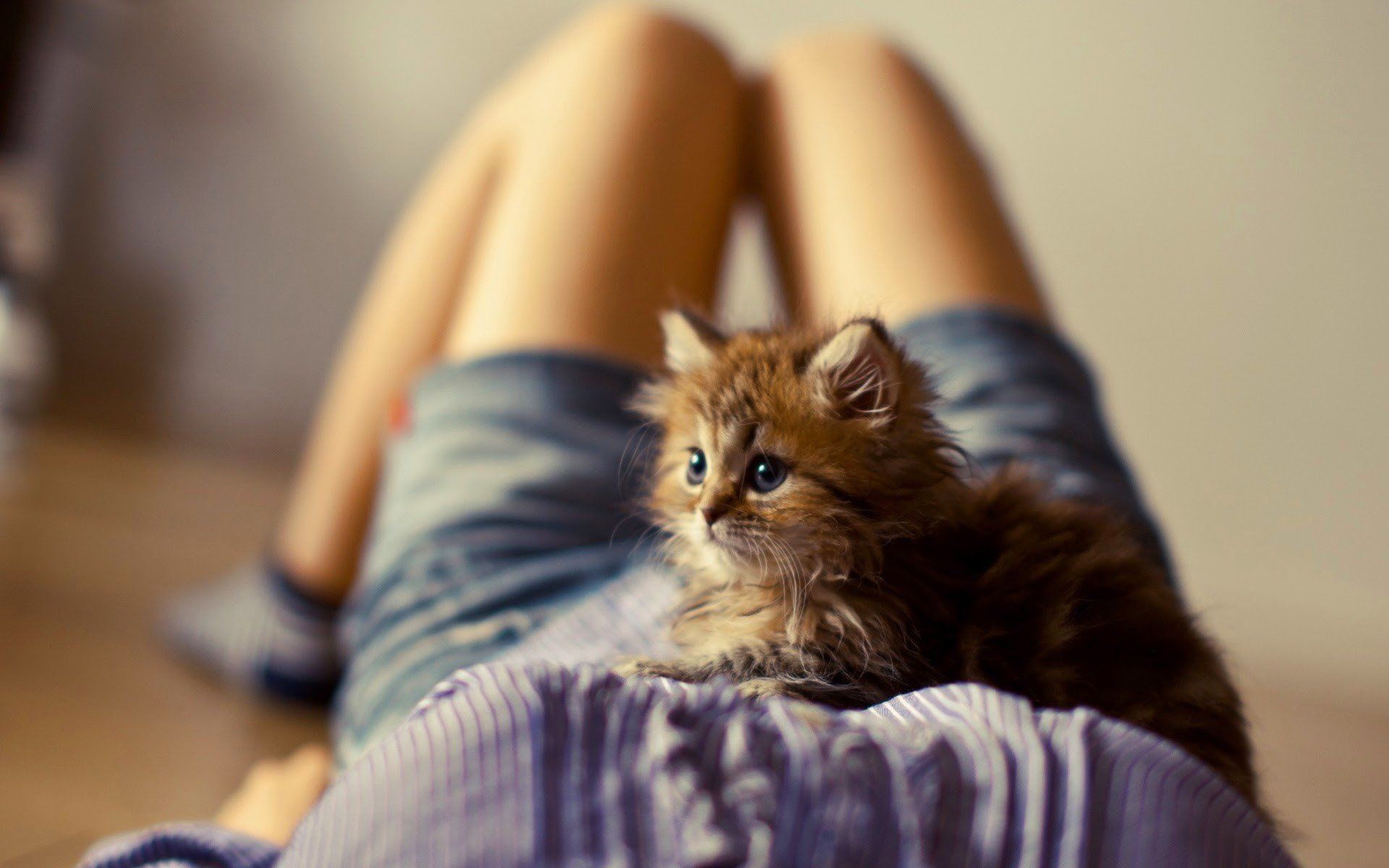 women, Cat, Kittens, Animals, Legs, Shorts, Boobs, Ben Torode HD Wallpaper / Desktop and Mobile Image & Photo