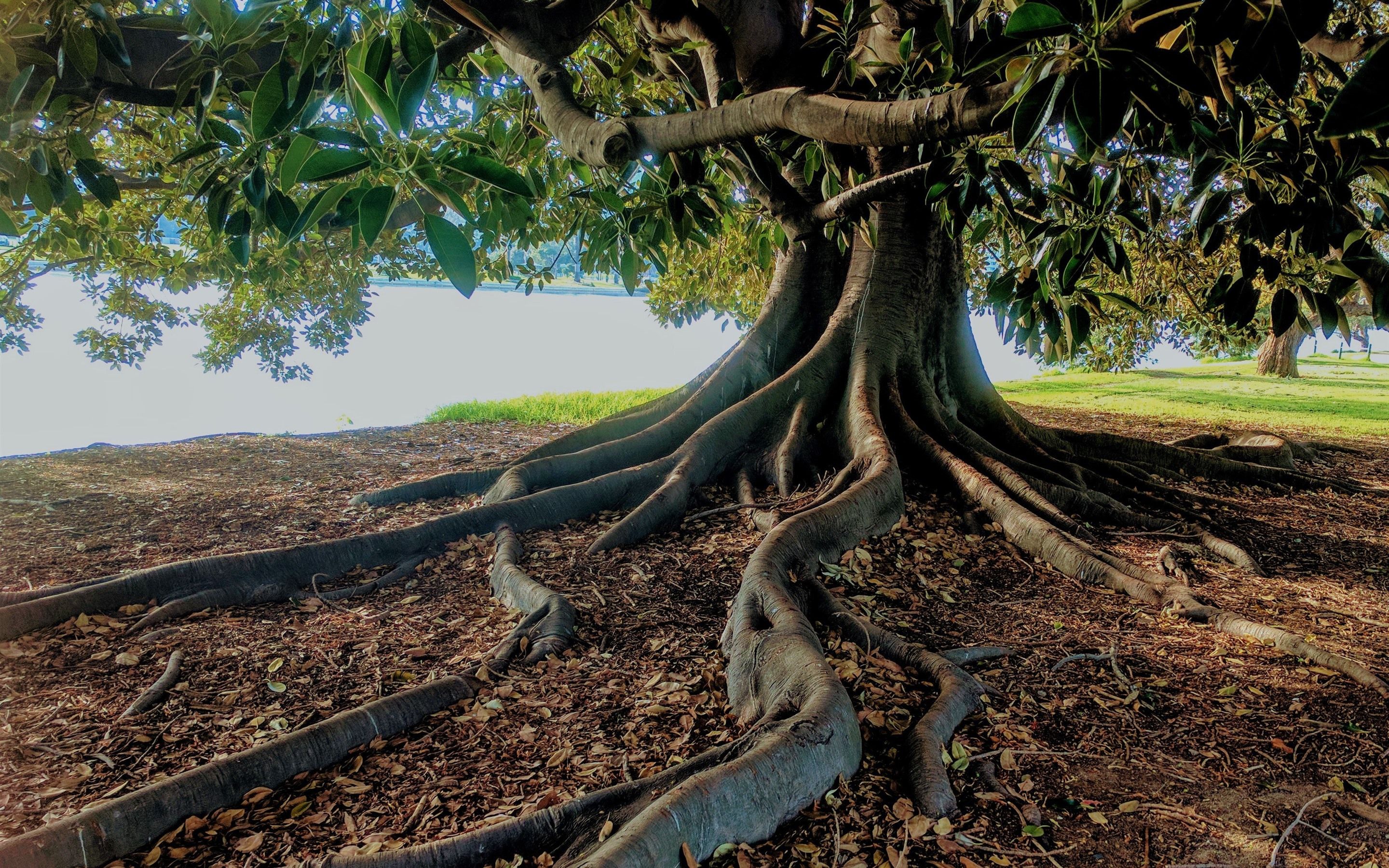 Wallpapers Tree, trunk, roots 2880x1800 HD Picture, Image.