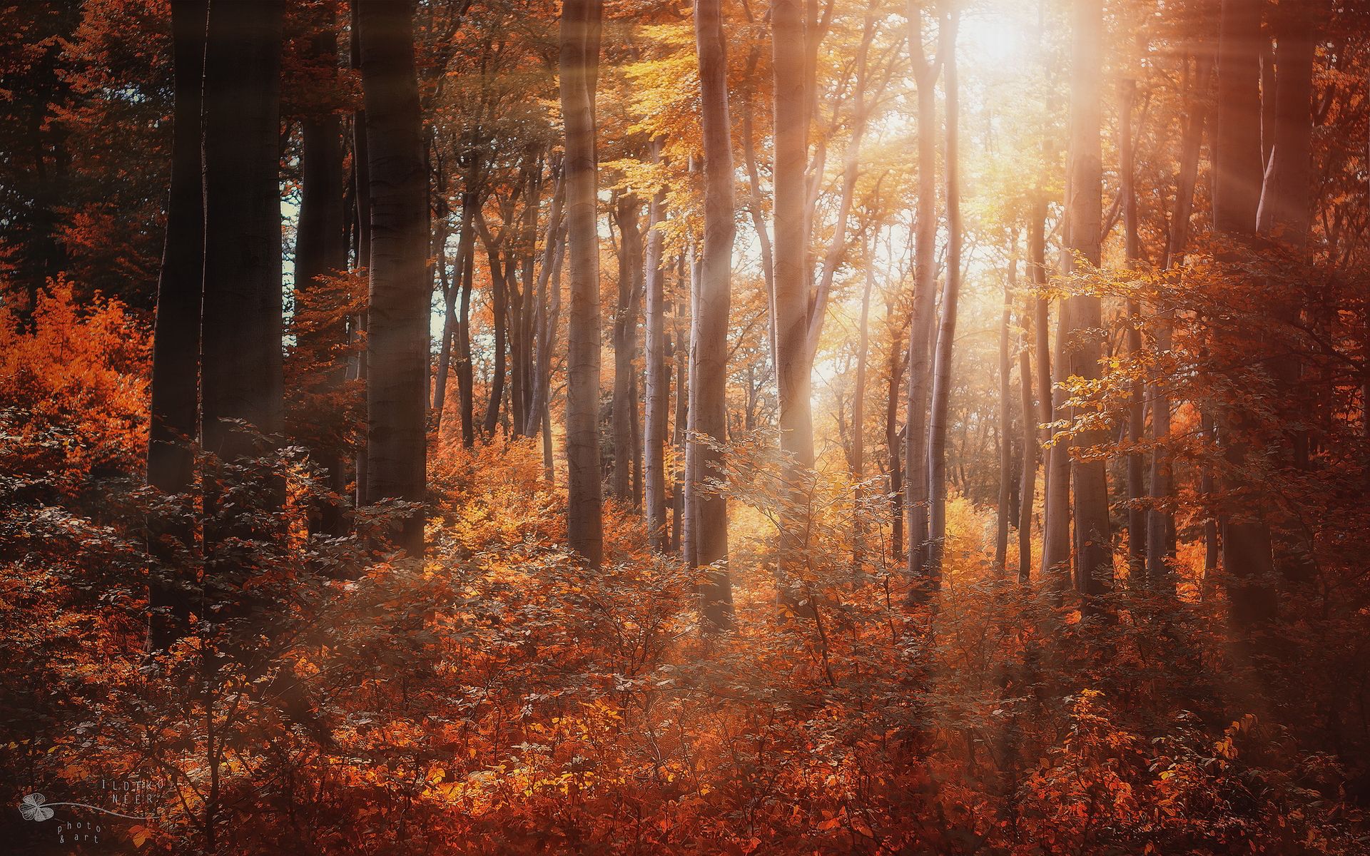 forest sunrays image Desktop Wallpaperk HD