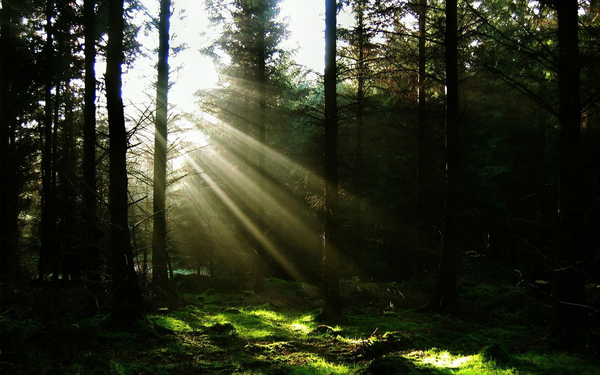 light forest sun Rays wallpaper desktop background