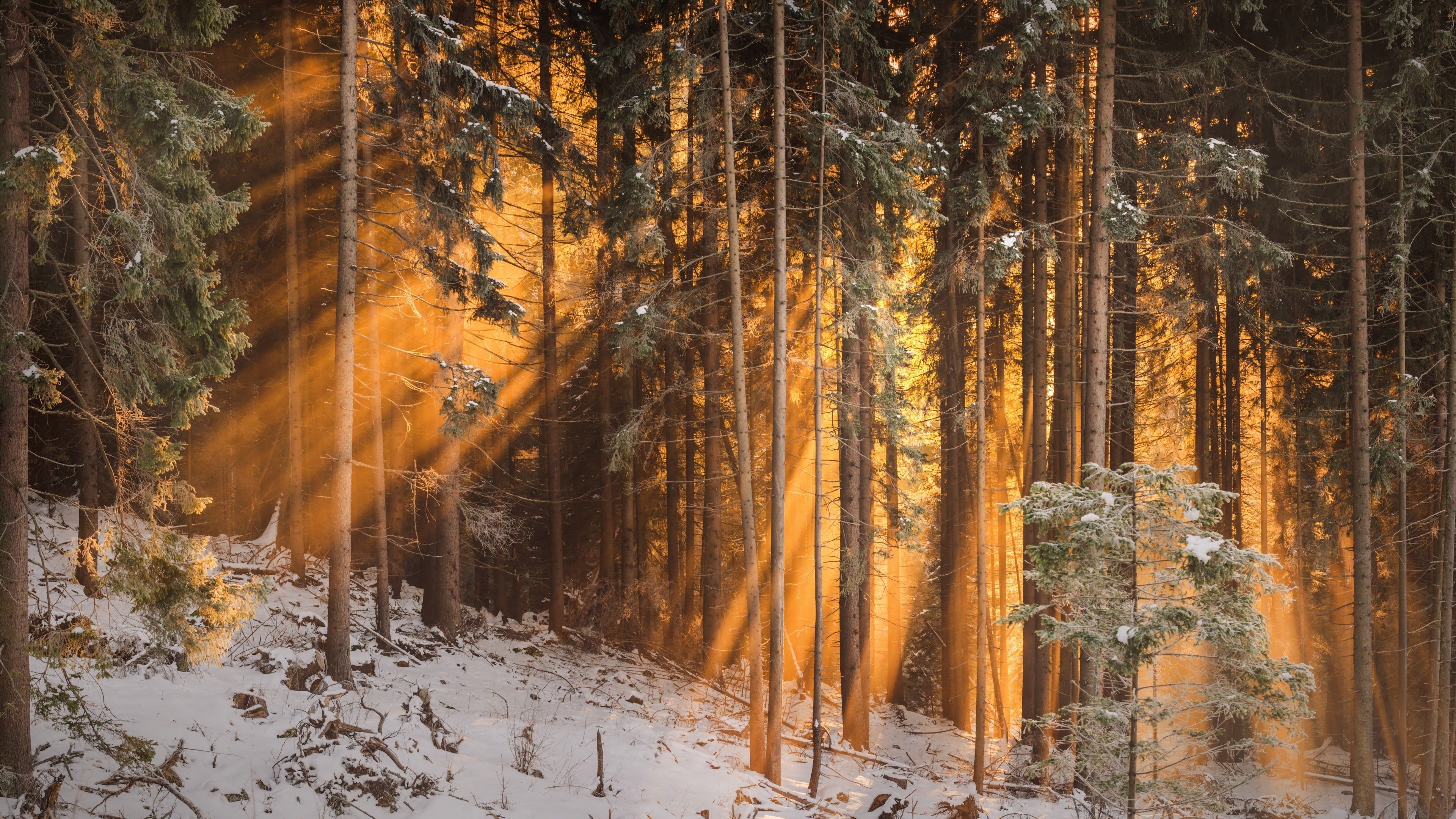 Download 3840x2160 Sunrays, Forest, Winter, Trees Wallpaper for UHD TV