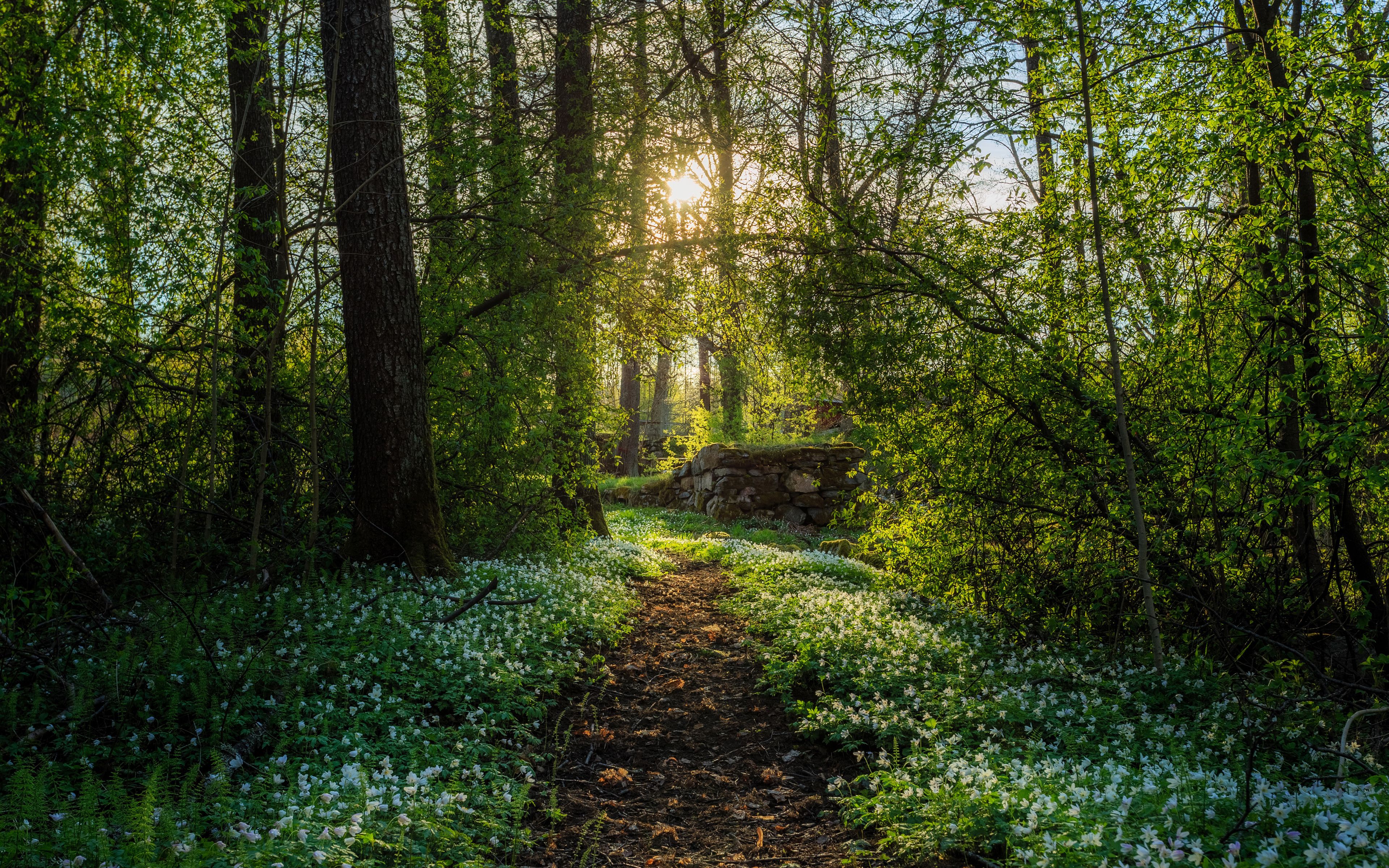 Download wallpaper 4k, spring, snowdrops, forest, path, sun rays for desktop with resolution 3840x2400. High Quality HD picture wallpaper