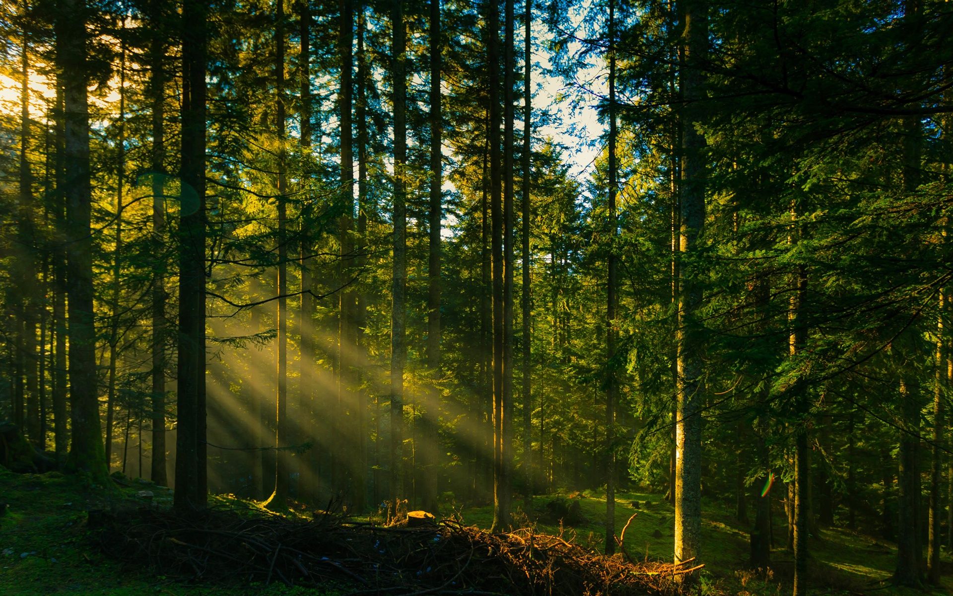 Wallpaper Forest trees, sun rays 2560x1440 QHD Picture, Image