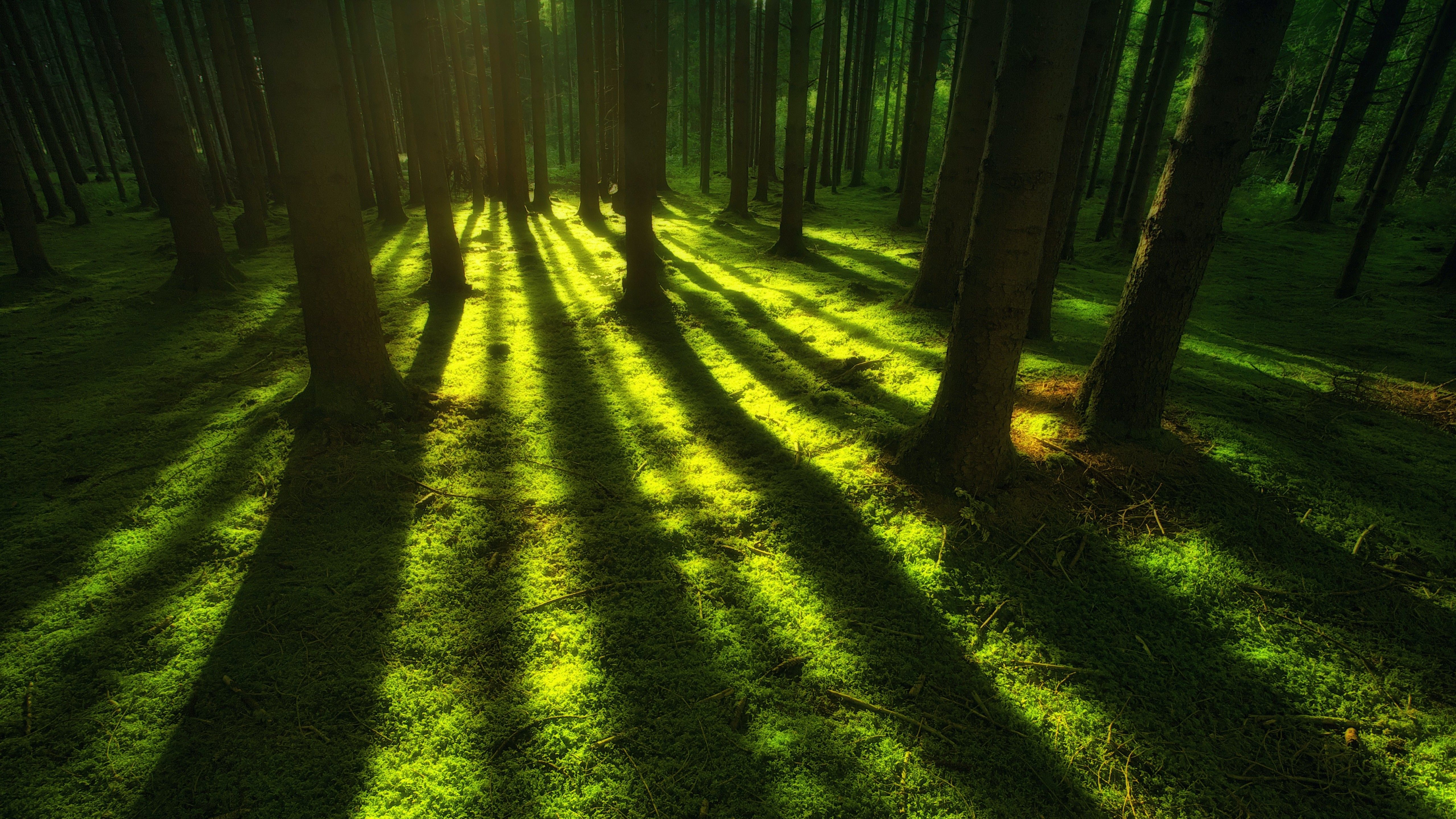 Forest 4K Wallpaper, Trees, Shadow, Daylight, Green, Nature