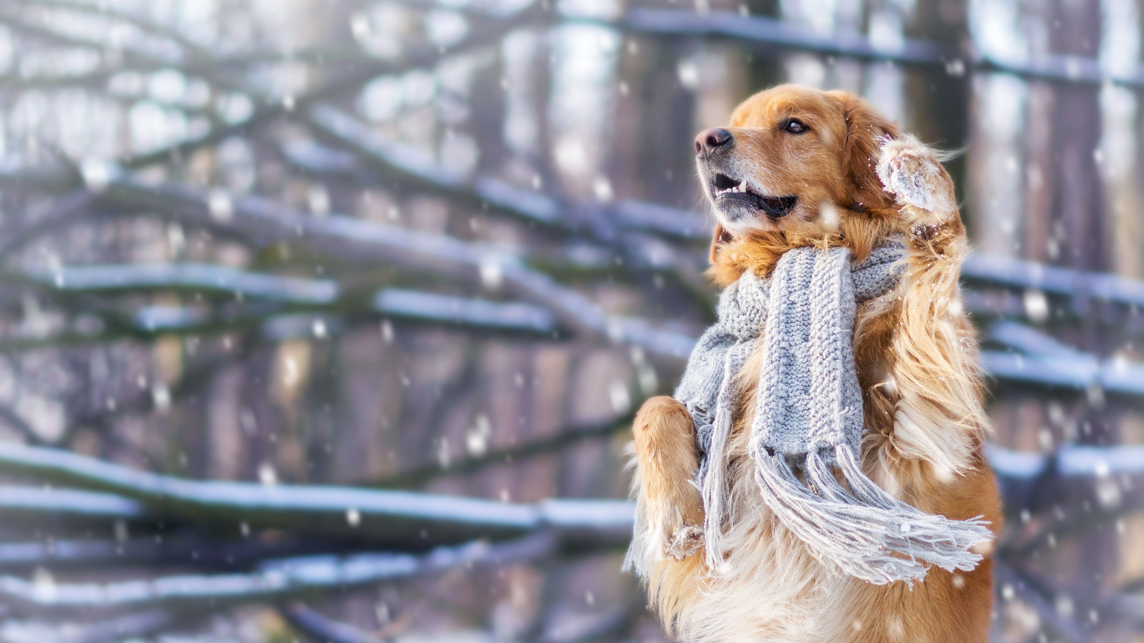 Wallpaper dog, cute animals, snow, winter, 4k, Animals