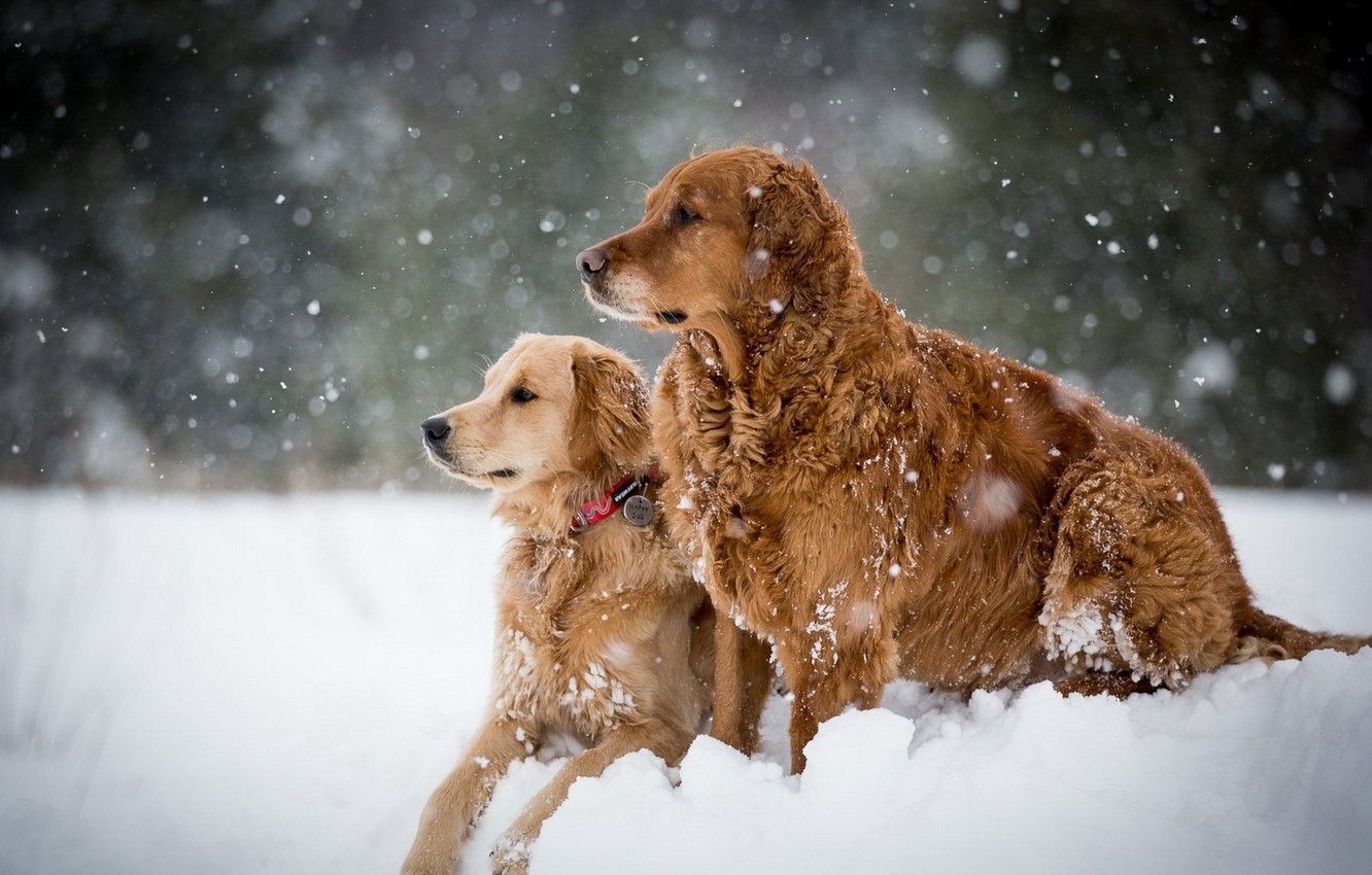 Wallpaper winter, dogs, snow imagegoodfon.com
