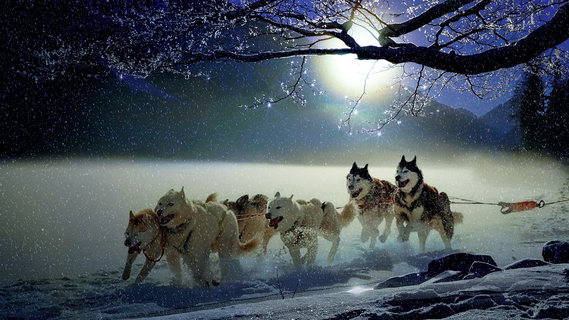 Winter Dogs Chromebook Wallpaper
