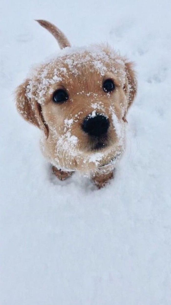 for winter wallpaper and background for your screen. Cute dogs and puppies, Cute puppies, Cute dogs