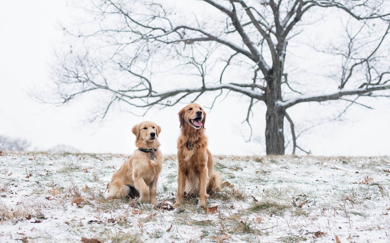 Wallpaper with dogs at winter time. HD Animals Wallpaper