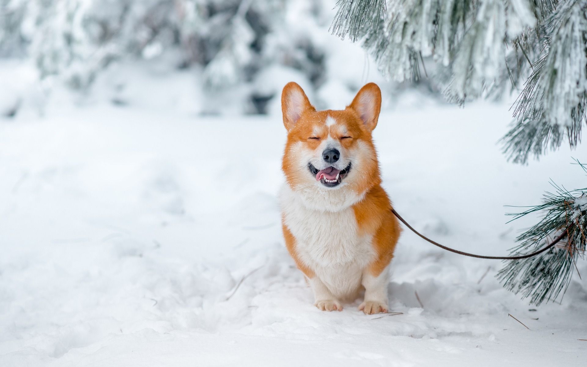 Download wallpaper Welsh Corgi, ginger dog, winter, snow, forest, pets, dogs, breeds of dogs, 4k for desktop with resolution 1920x1200. High Quality HD picture wallpaper