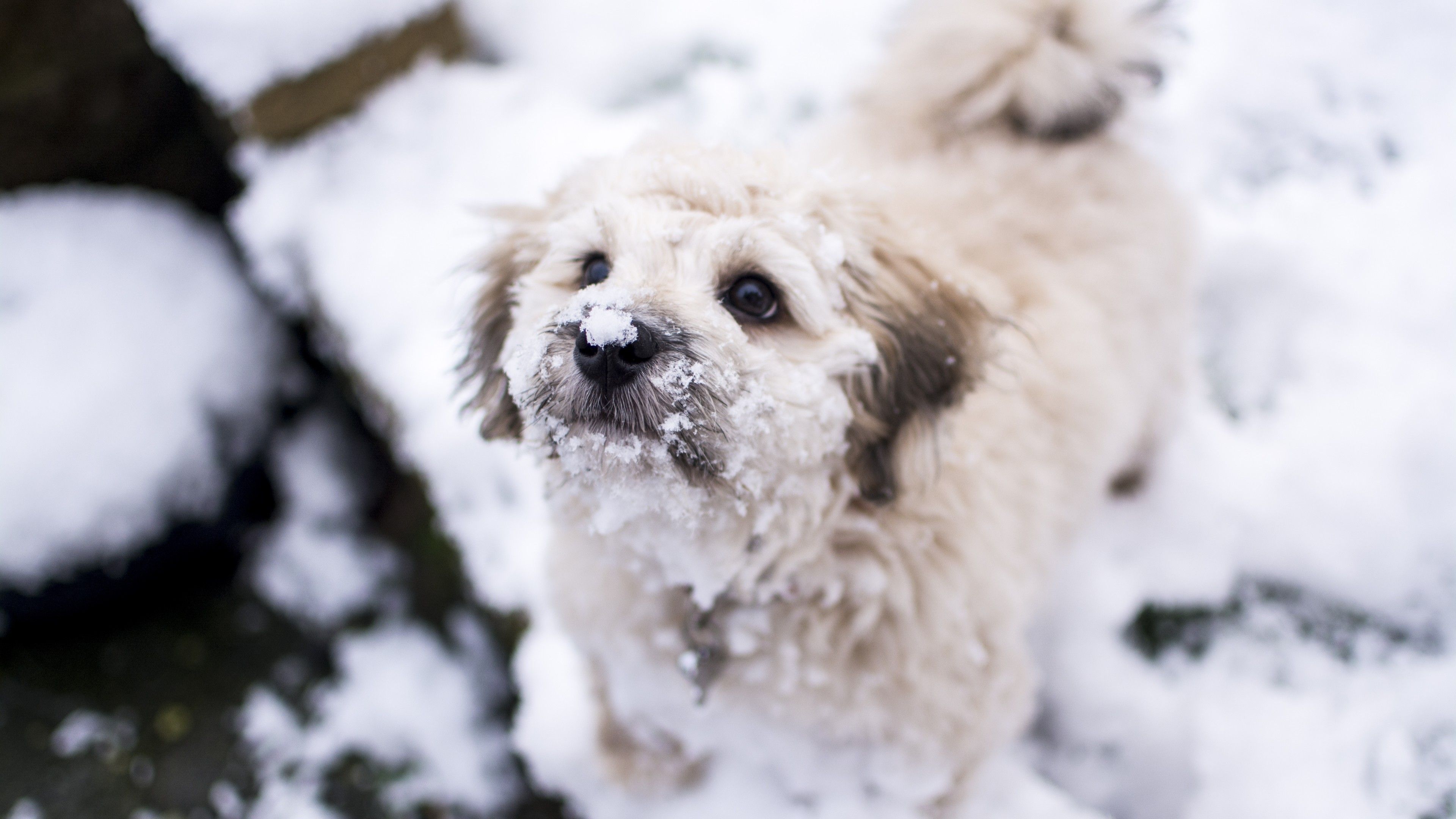 Wallpaper Cute dog, Puppy, Snow, Winter, 5K, Animals,. Wallpaper for iPhone, Android, Mobile and Desktop