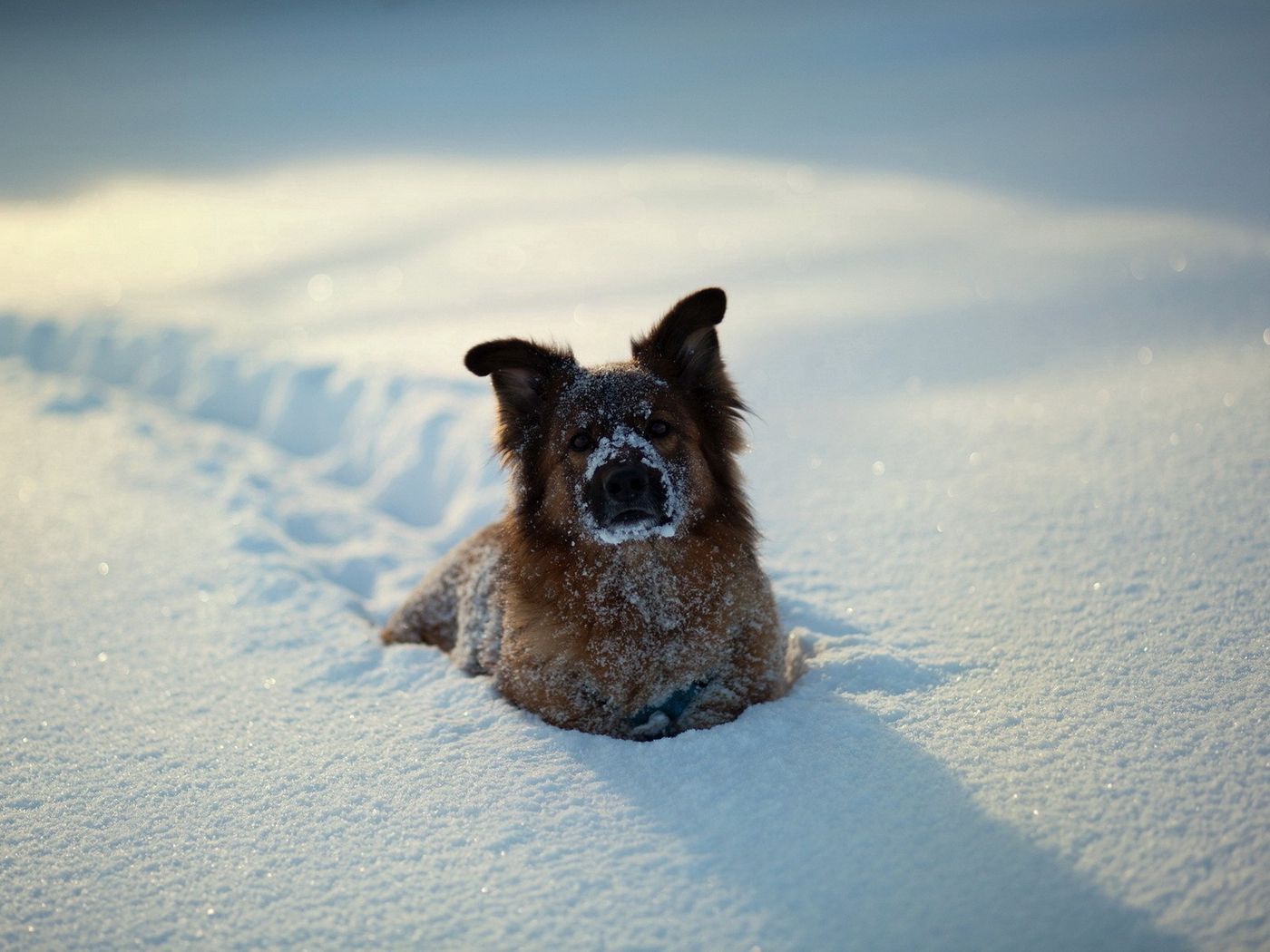 Download wallpaper 1400x1050 dogs, winter, snow, playful standard 4:3 HD background
