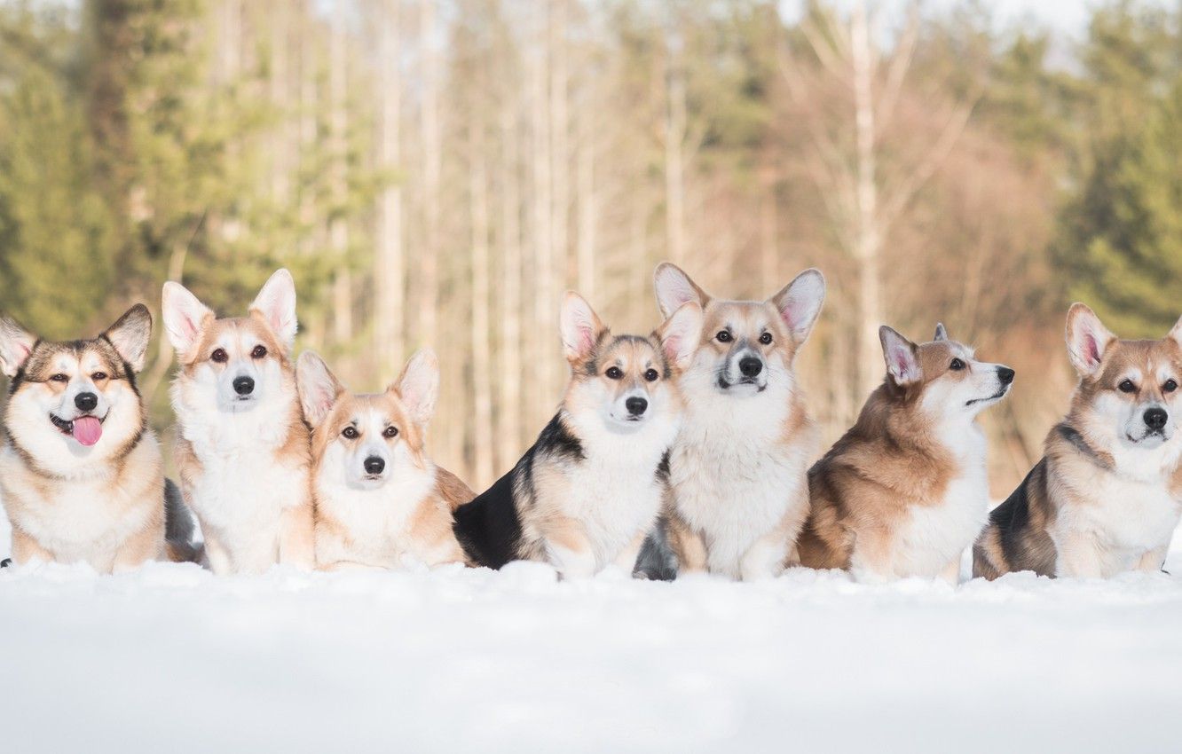 Wallpaper winter, dogs, snow, friends, Welsh Corgi image for desktop, section собаки