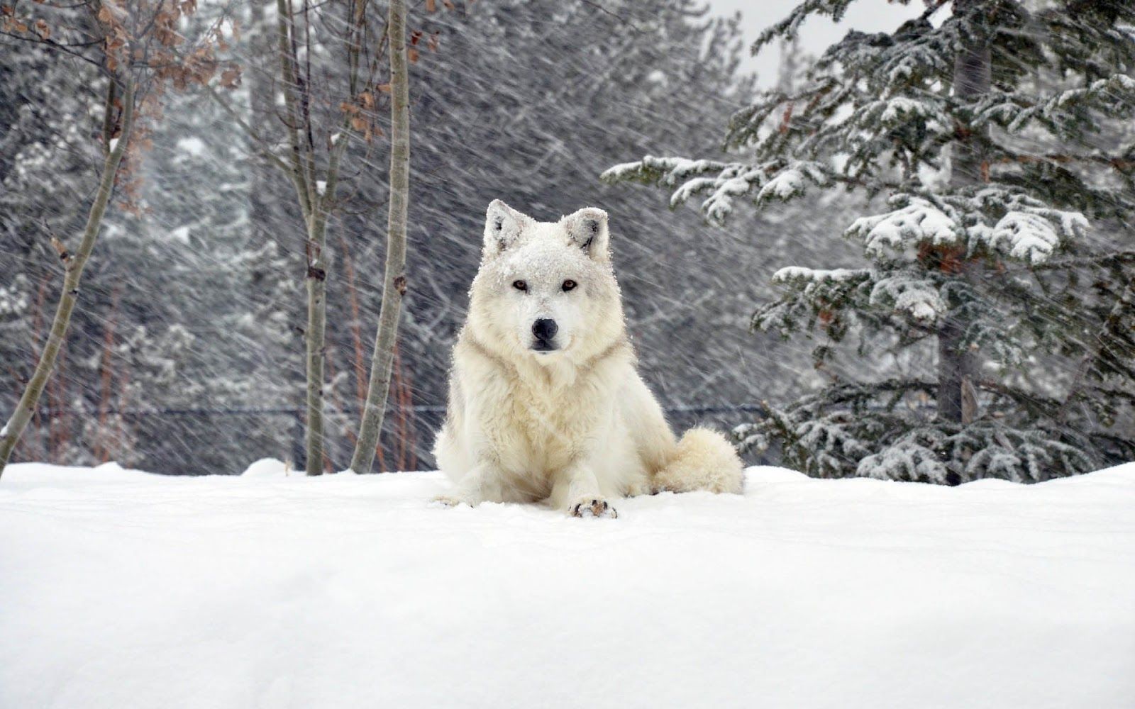 Photo of a white dog in the snow. HD Animals Wallpaper