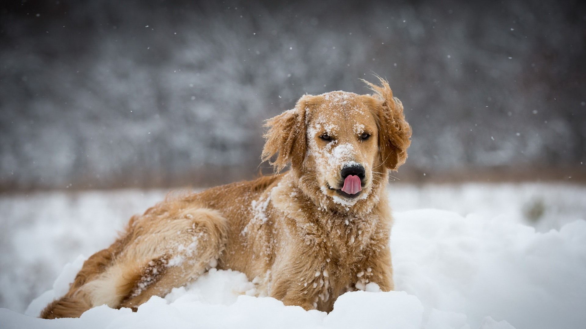 Wallpaper White snow, brown dog, winter 1920x1200 HD Picture, Image