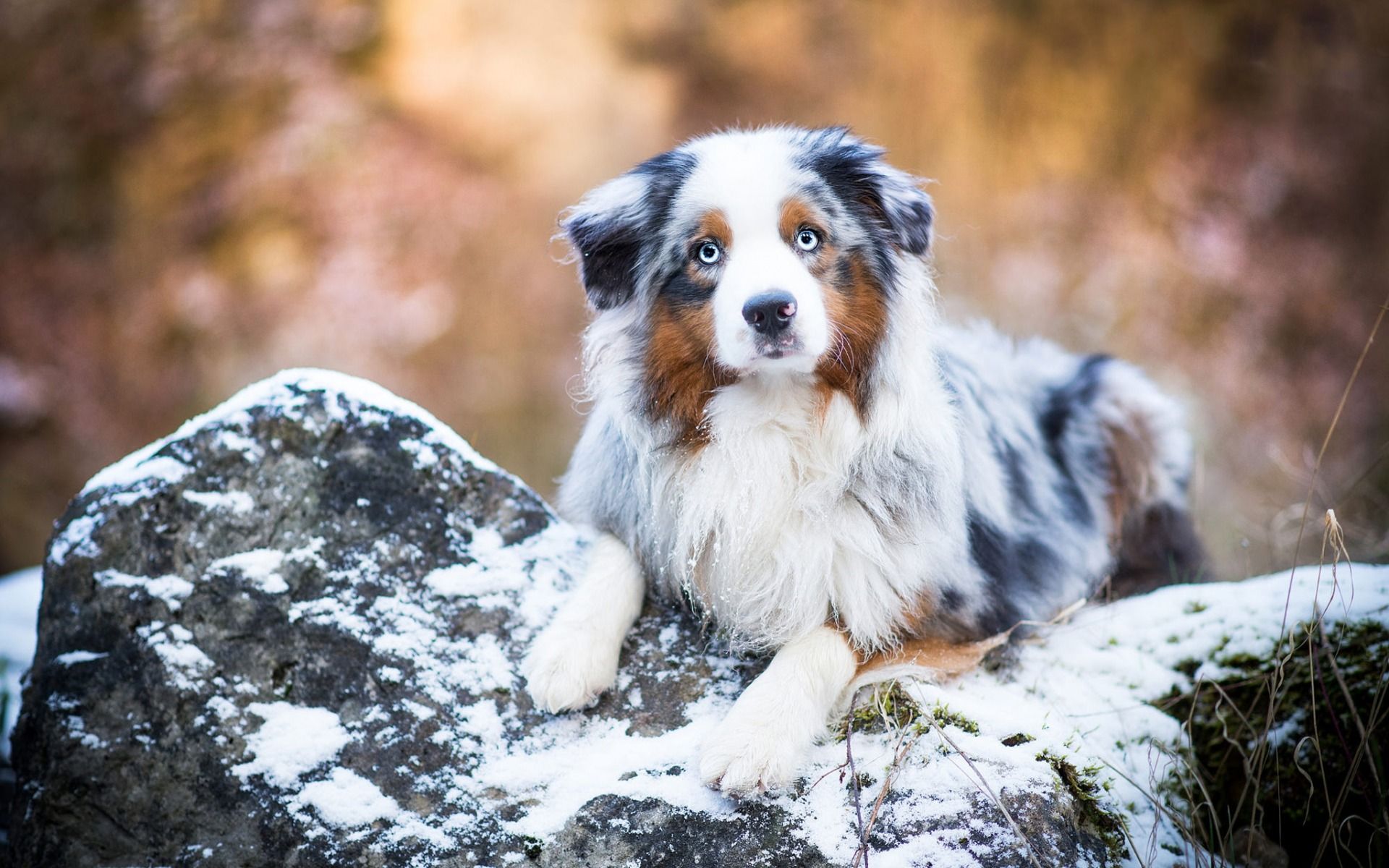 Download wallpaper australian shepherd, snow, winter, beautiful dog, aussie, cute animals, pets, dogs for desktop with resolution 1920x1200. High Quality HD picture wallpaper