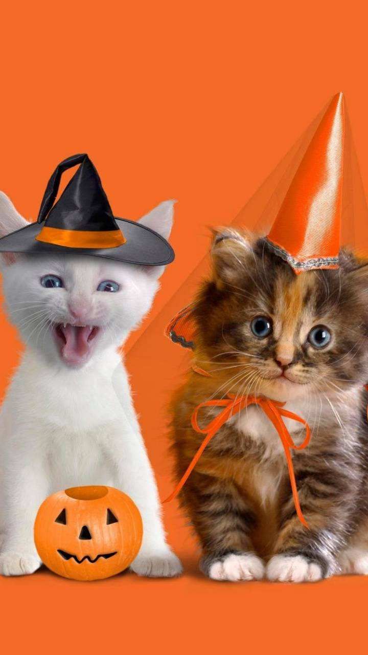 Halloween. Halloween wallpaper, Kitten wallpaper, Kitty wallpaper