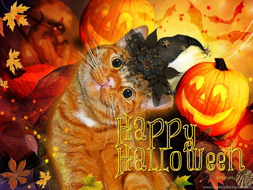 Cats: Happy Halloween Cat Jacko Lantern Cats Pumpkins Cute Animals. Desktop Background