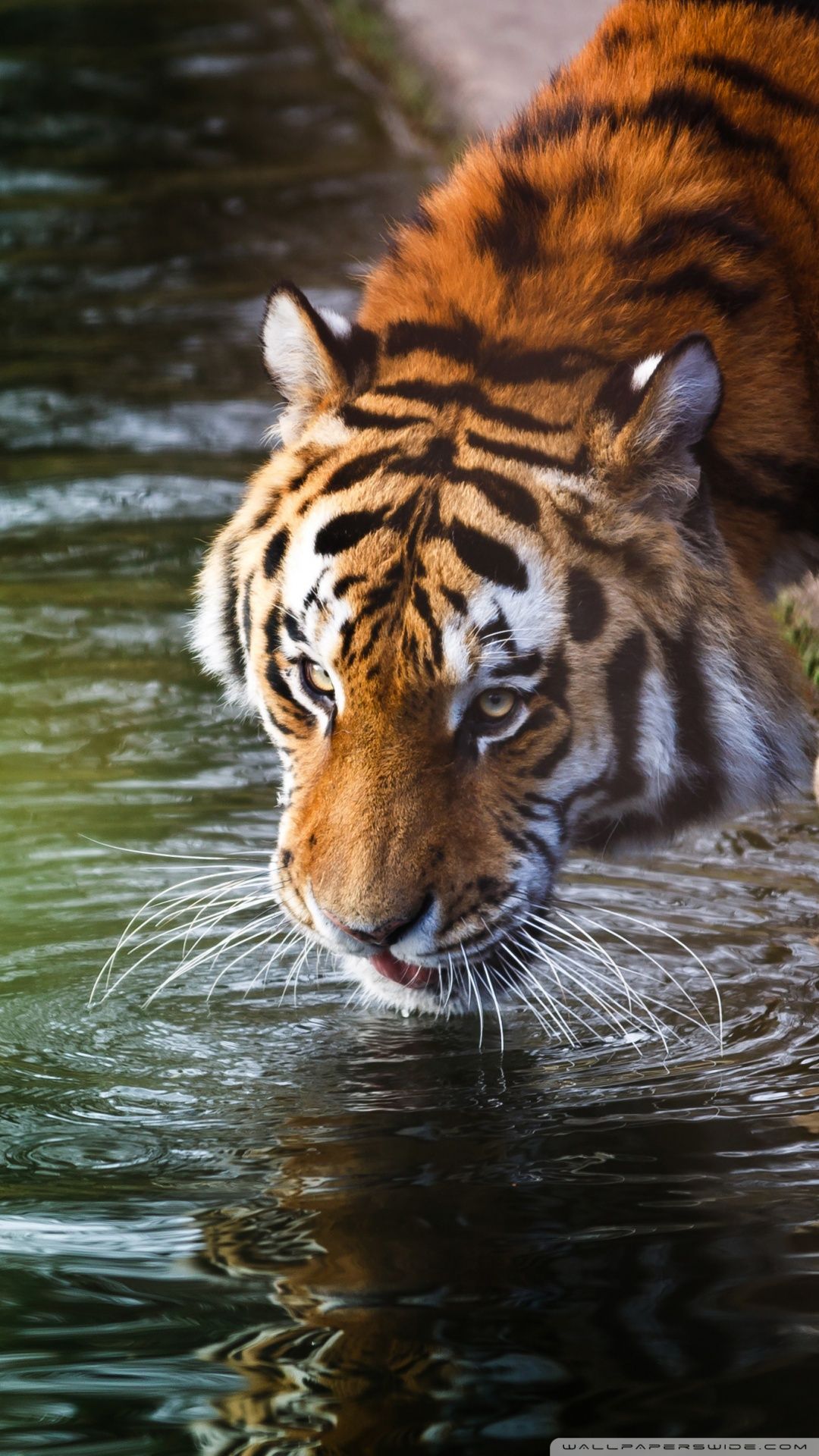 HD Tiger Background
