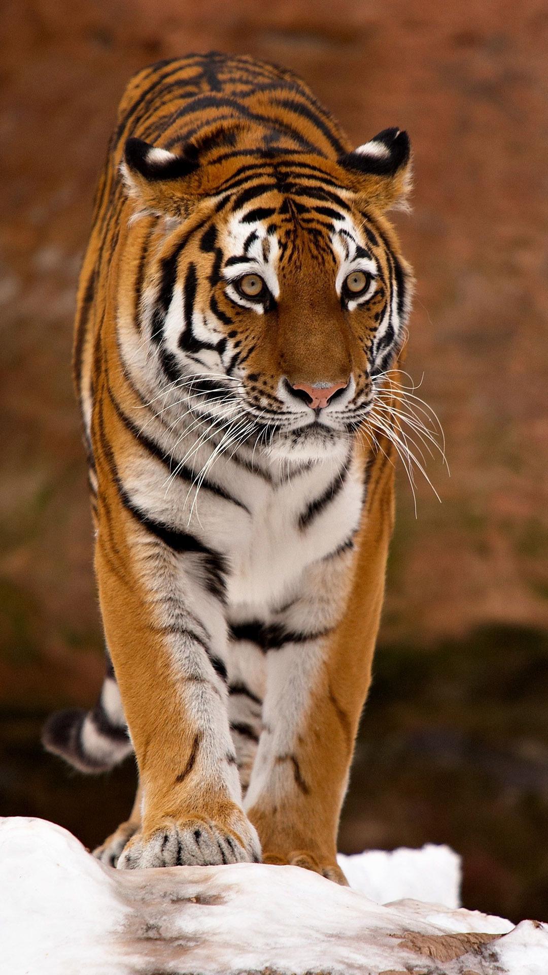 Tiger Phone Wallpaper. Awesome Tiger Wallpaper, Black Tiger Wallpaper and Purple Tiger Wallpaper