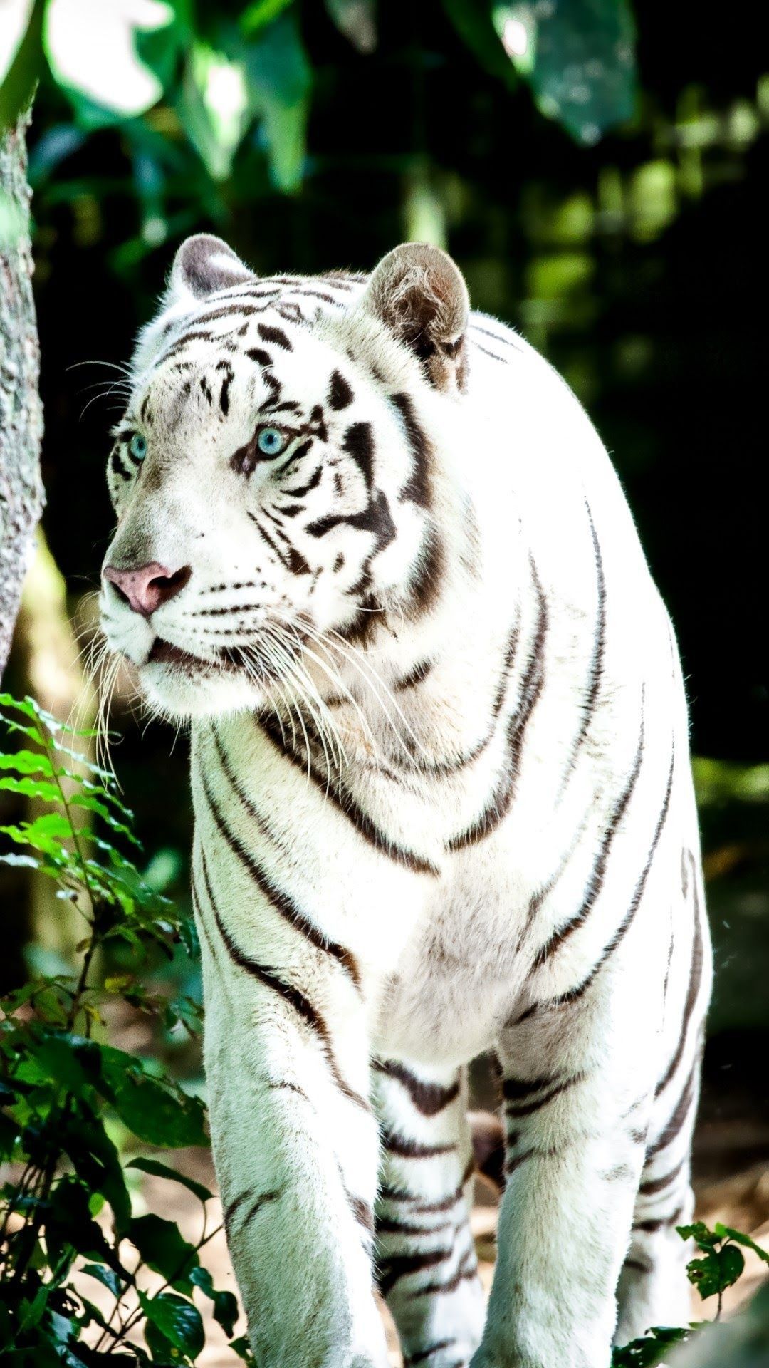 1080x White Tiger Wallpaper Â Tiger Wallpaper 4k HD HD Wallpaper