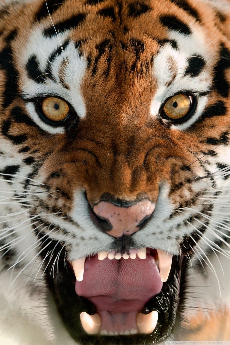 Tiger Roar Face Ultra HD Desktop .wallpaperwide.com
