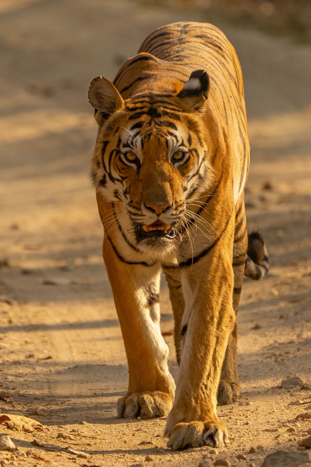 Tiger Picture. Download Free Image