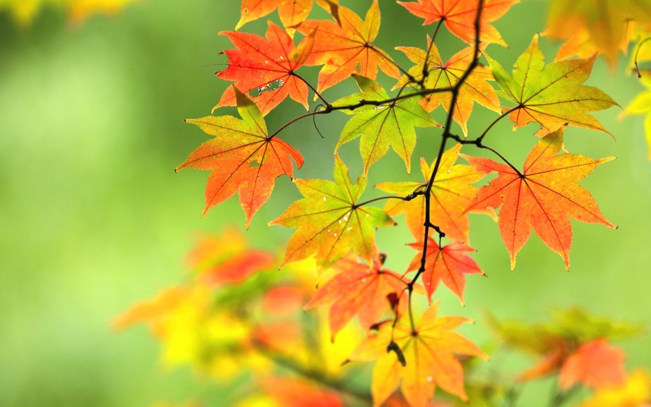 HD wallpaper: wine, wine leaf, autumn, autumn colours, plant part, change |  Wallpaper Flare