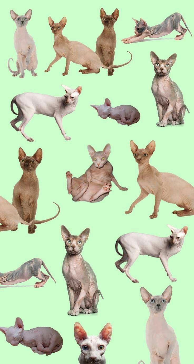 SPHYNX CATS WALLPAPER. Cat wallpaper, Cat sketch, Cats illustration