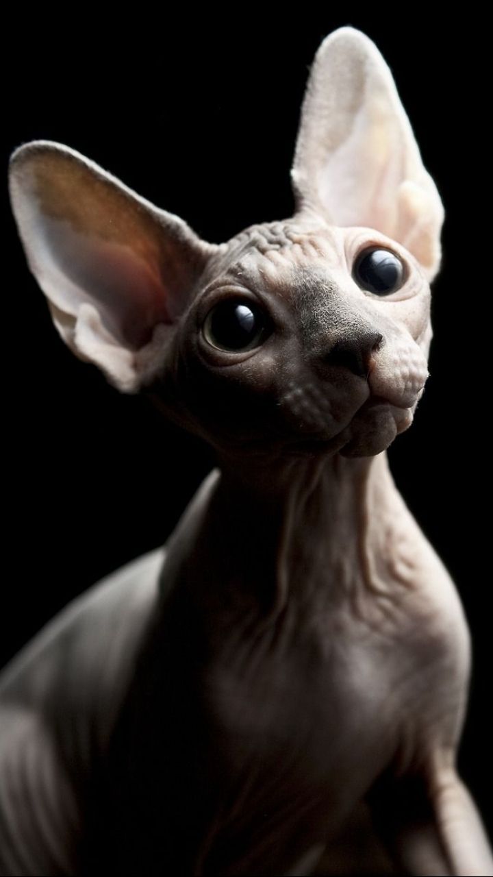 Free download AnimalSphynx Cat 720x1280 Wallpaper ID 530029 Mobile Abyss [720x1280] for your Desktop, Mobile & Tablet. Explore Sphynx Wallpaper. Sphynx Wallpaper