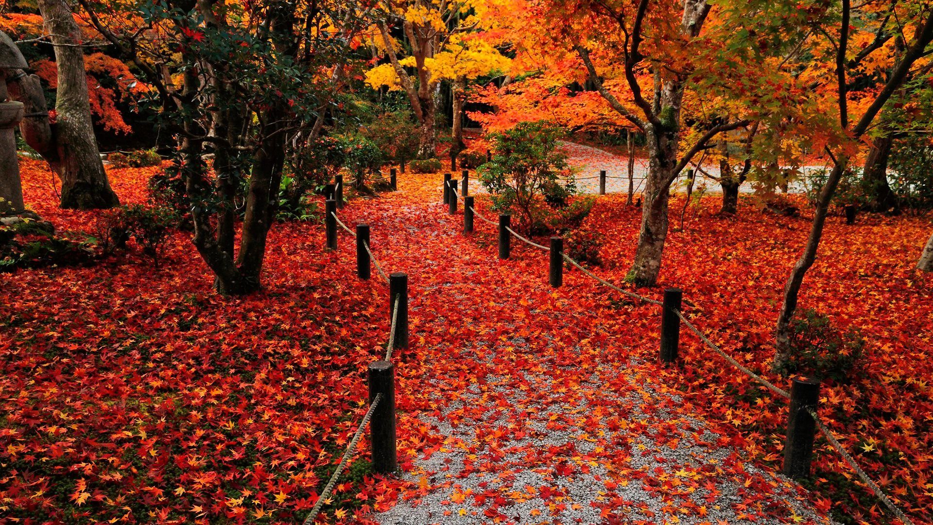 Autumn Leaves Wallpaper
