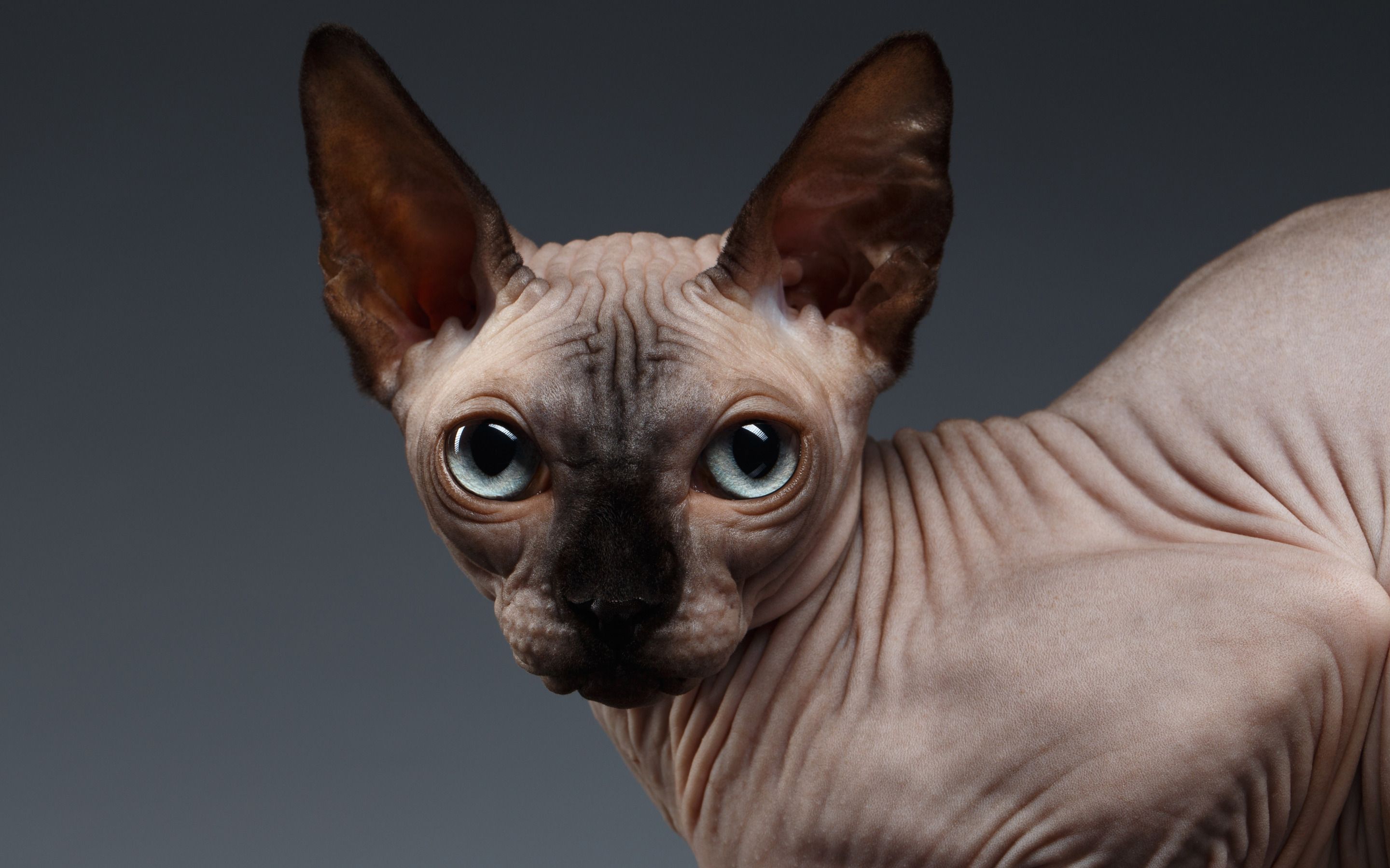 Download wallpaper Sphynx cat, big eyes, hairless cat, pets, cats for desktop with resolution 2880x1800. High Quality HD picture wallpaper