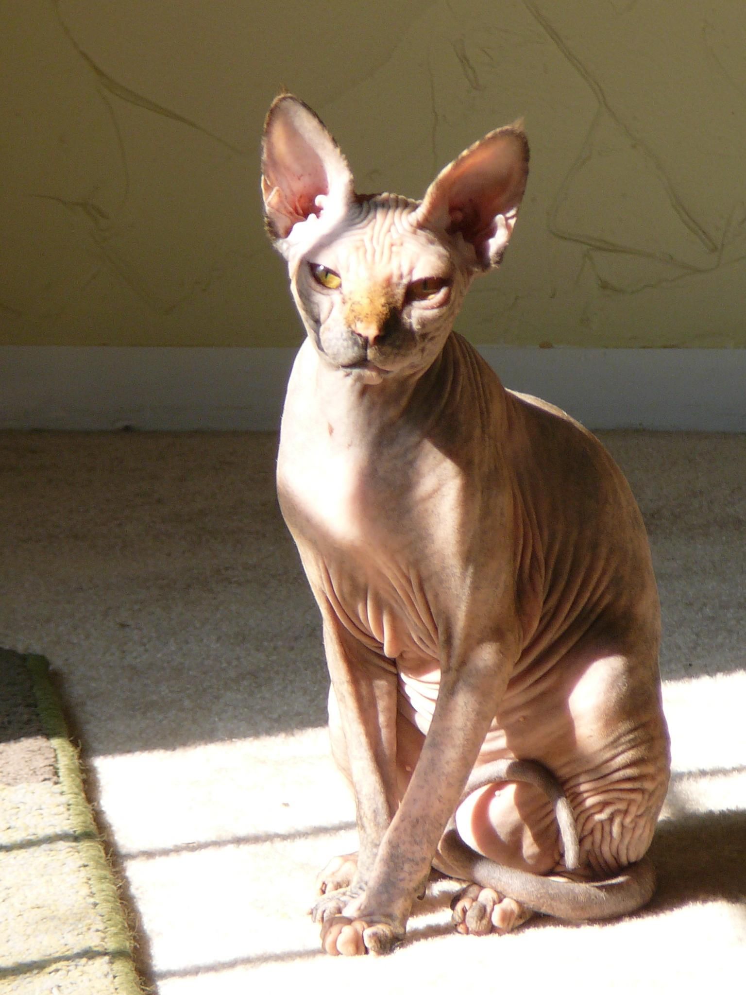 Sphynx Wallpaper. Sphynx Wallpaper, Sphynx Background and Sphynx Cat Wallpaper
