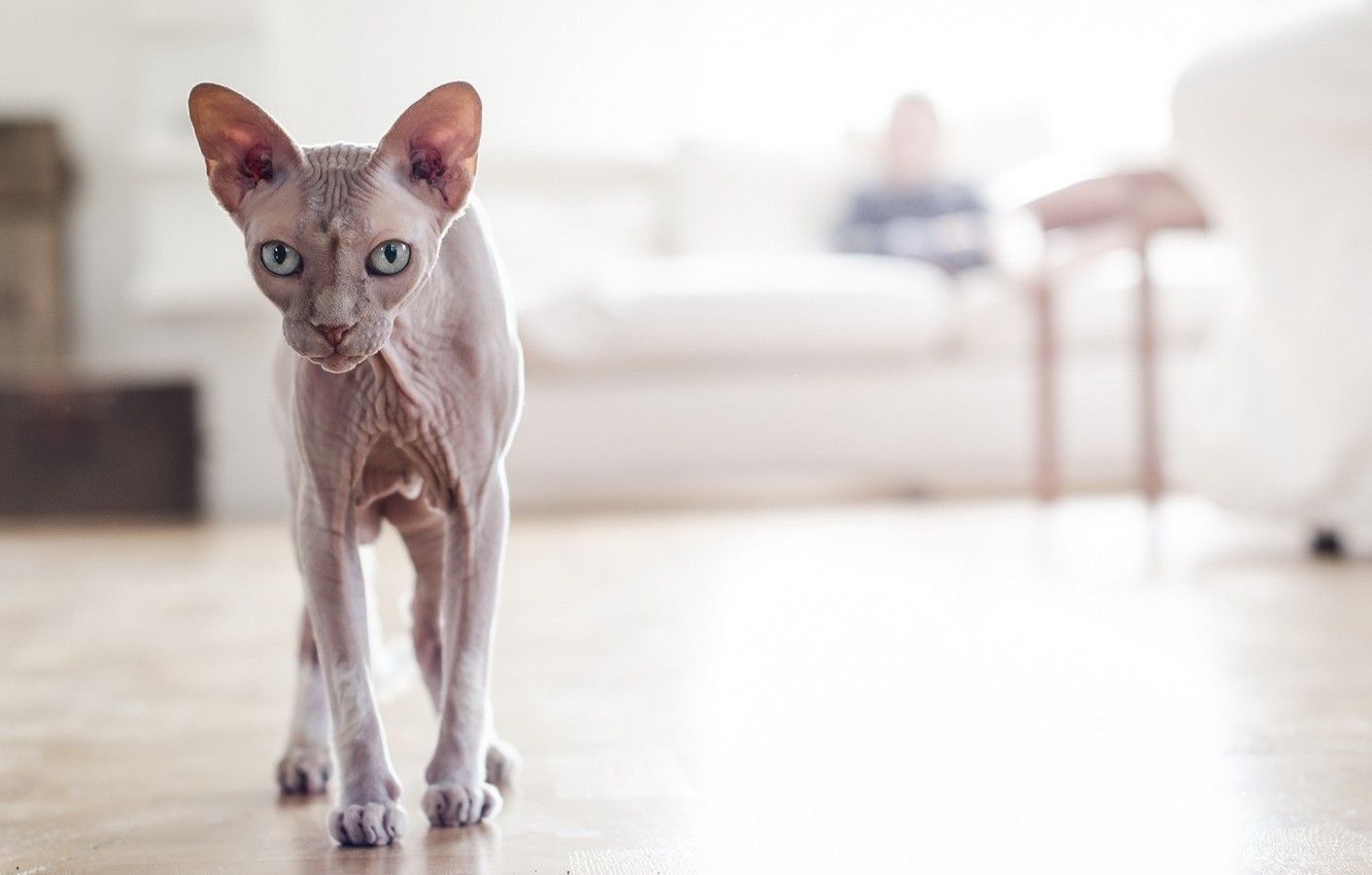 Wallpaper cat, sphynx, hairless image for desktop, section кошки