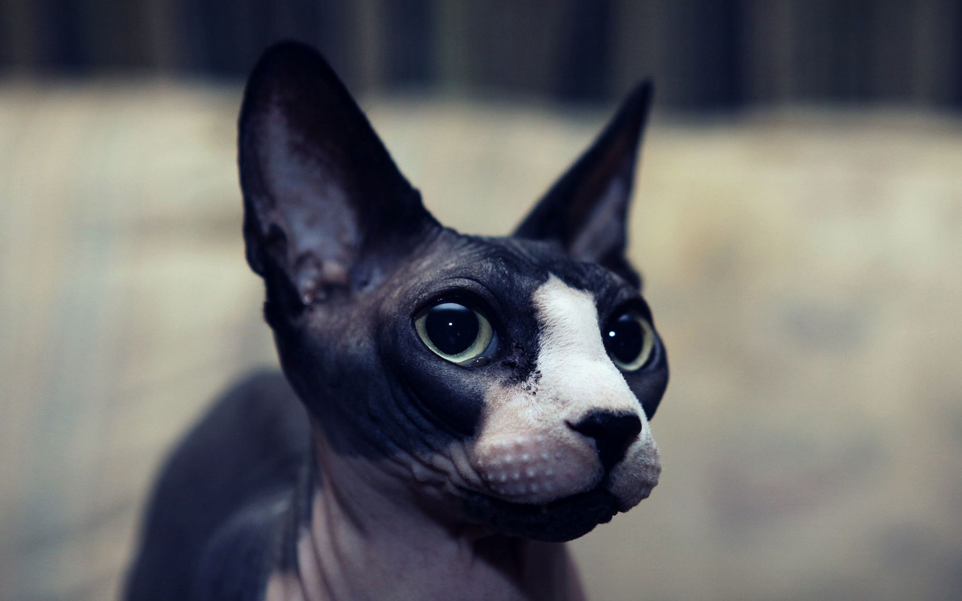 Black Sphynx, 4k, Muzzle, Sphynx, Cats, Pets, Sphynx Hairless Cats Cute Wallpaper & Background Download