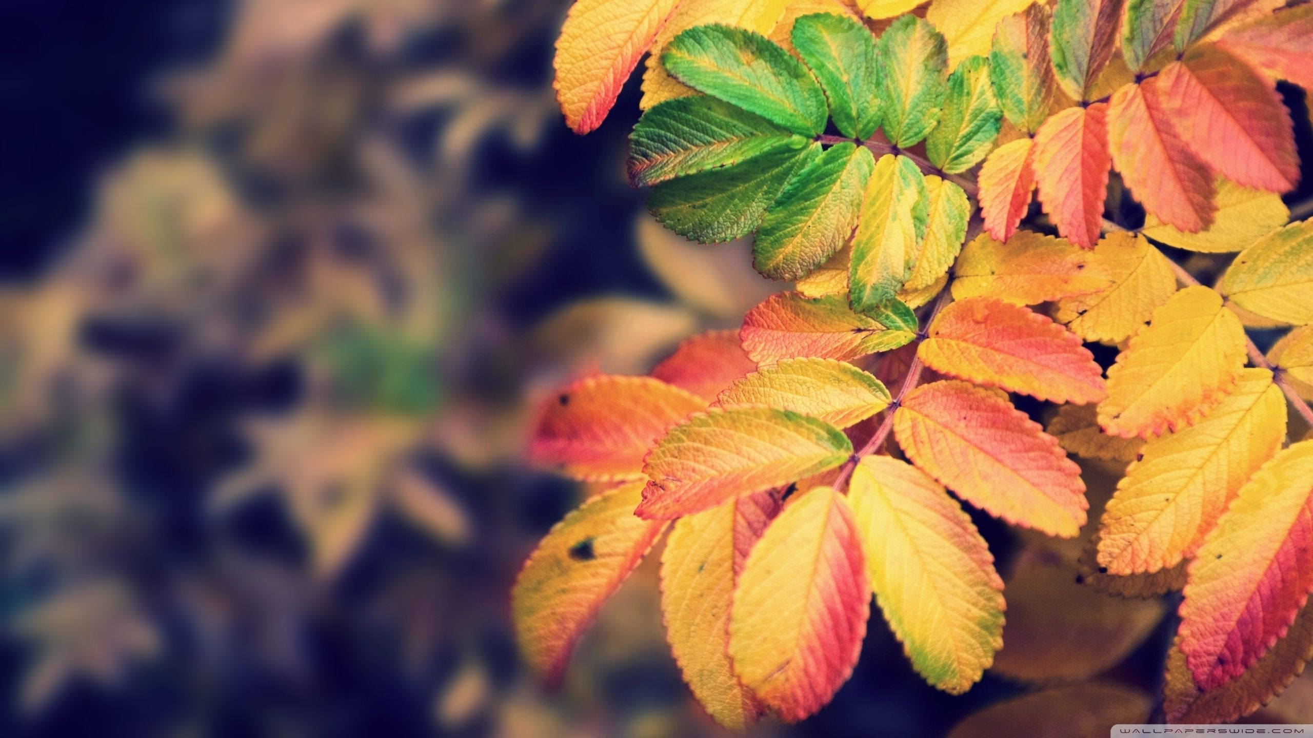 Autumn Leaves HD Wallpaper FREE Picture