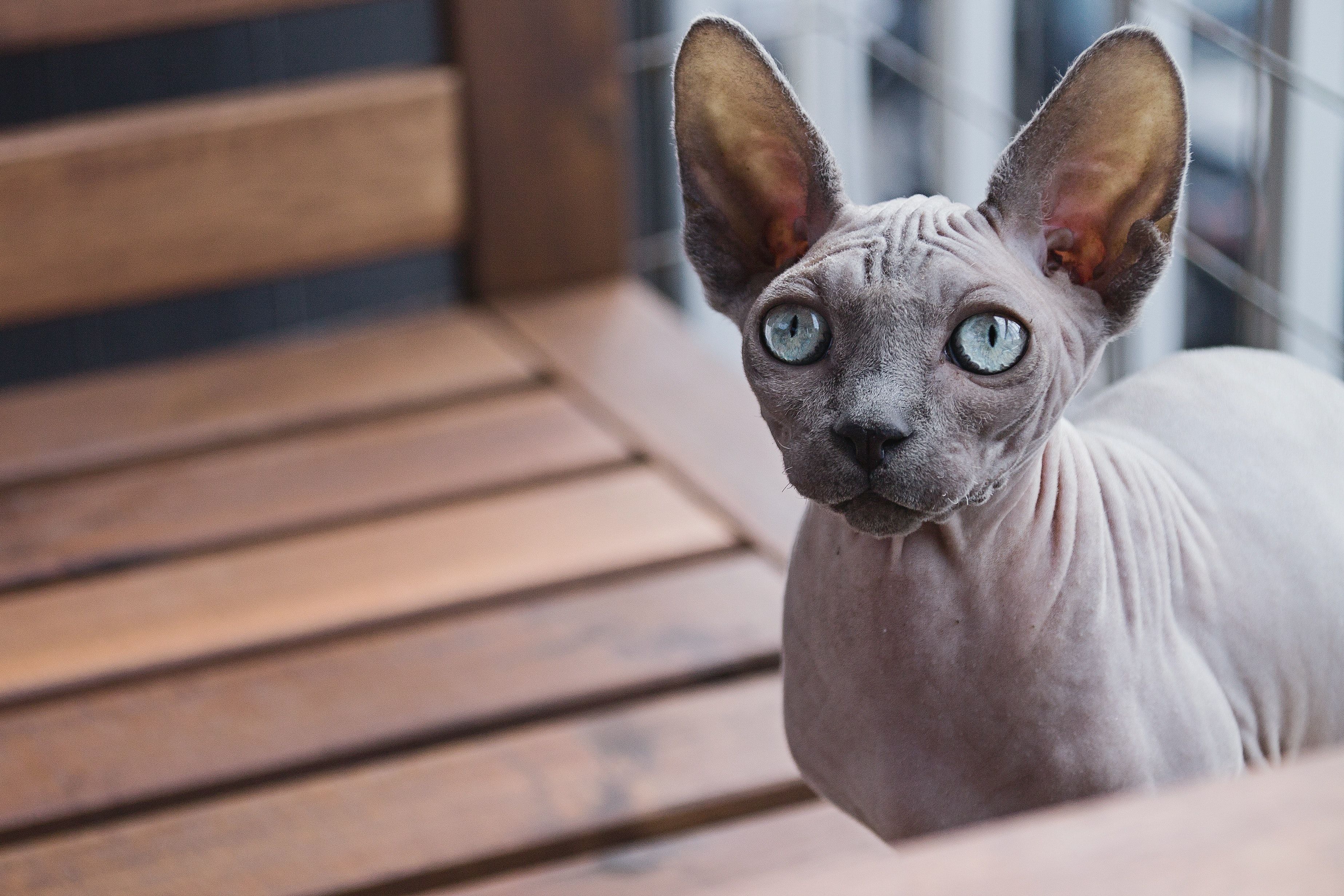 Sphynx Picture. Download Free Image
