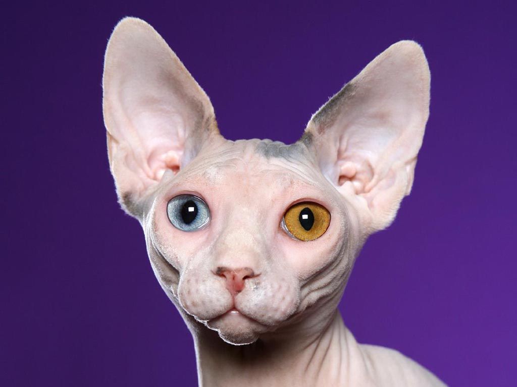 Sphynx Cat Wallpaper. Hairless cat, Cat breeds, Sphynx cat