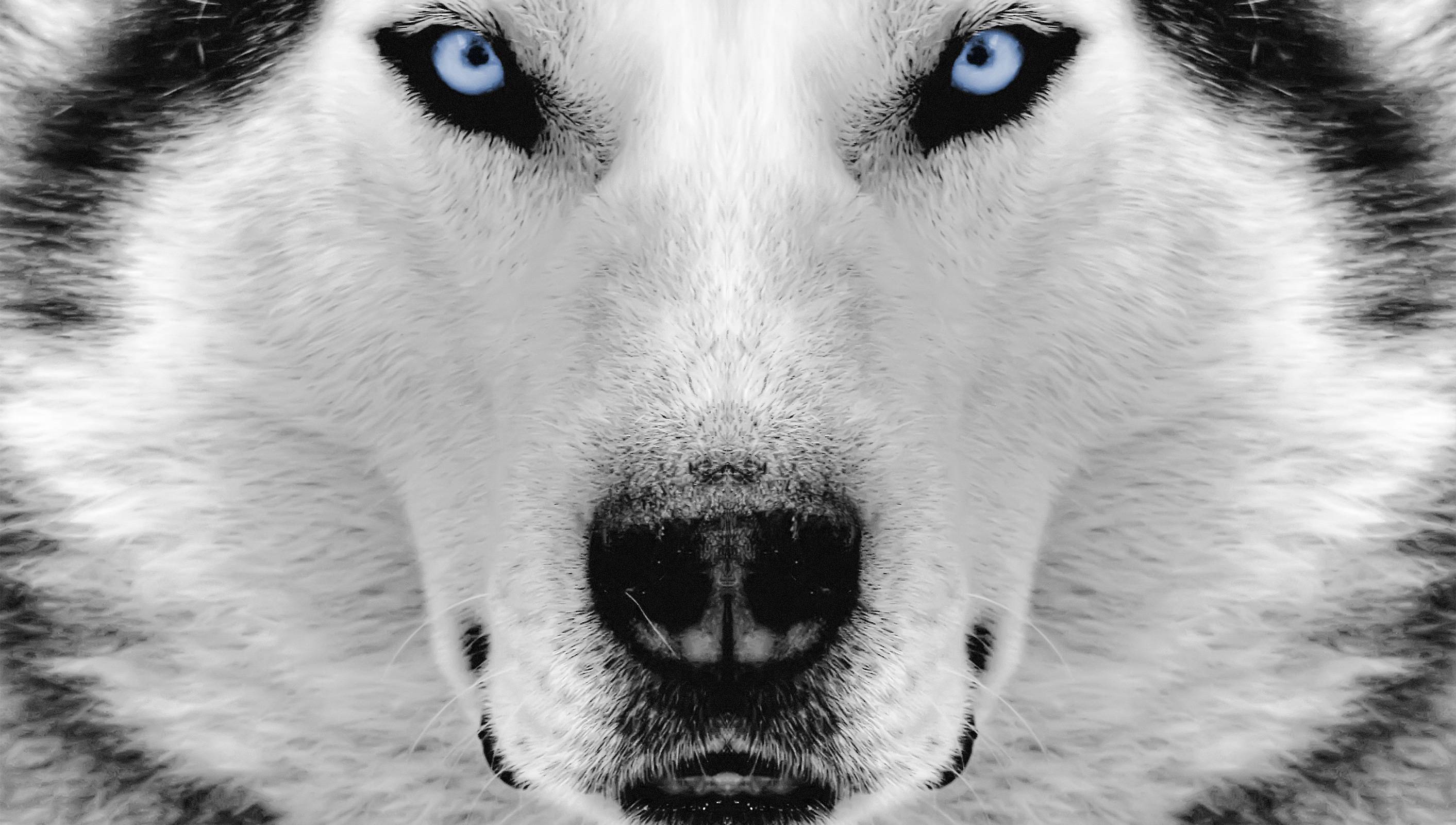 Husky HD Wallpaper for desktop download