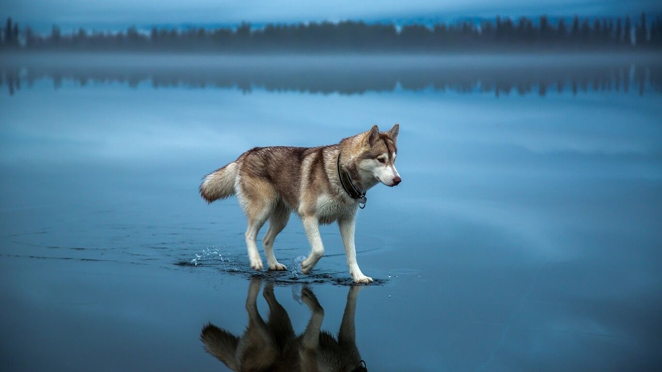 Siberian Husky 1366x768 Resolution HD 4k Wallpaper, Image, Background, Photo and Picture