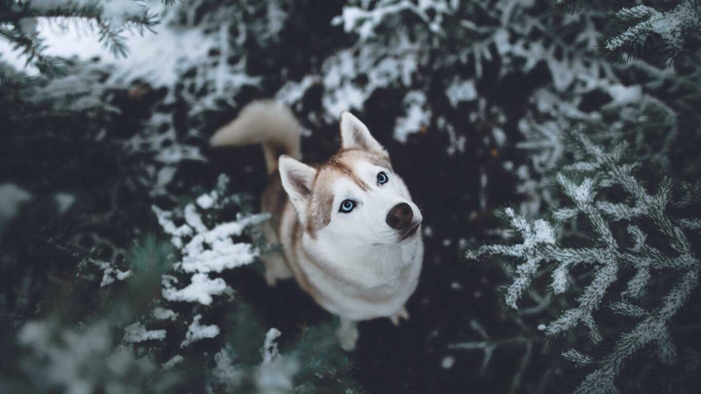 Siberian Husky HD 1366x768 Resolution HD 4k Wallpaper, Image, Background, Photo and Picture