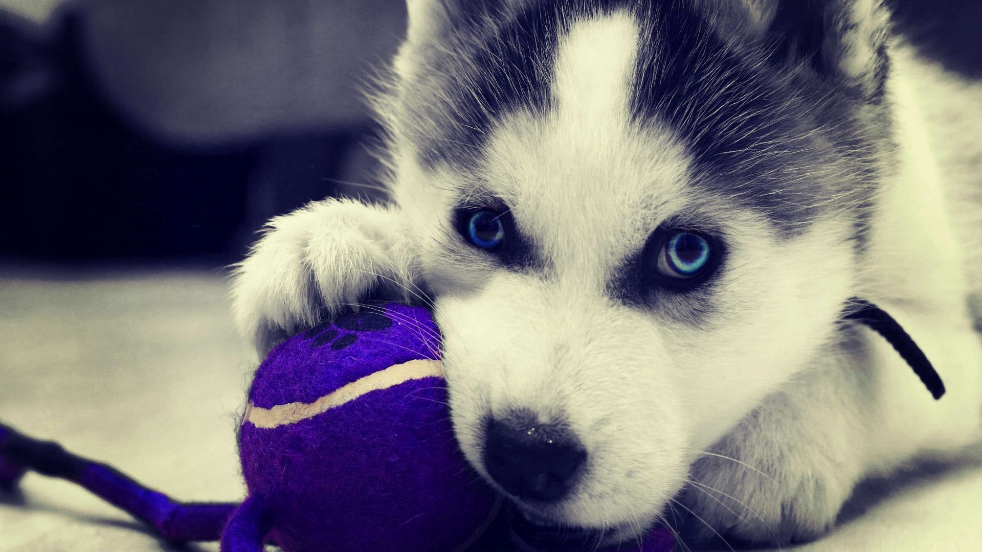 Husky Puppy Wallpaper Best Of Siberian Husky Wolf HD Wallpaper for You of The Hudson