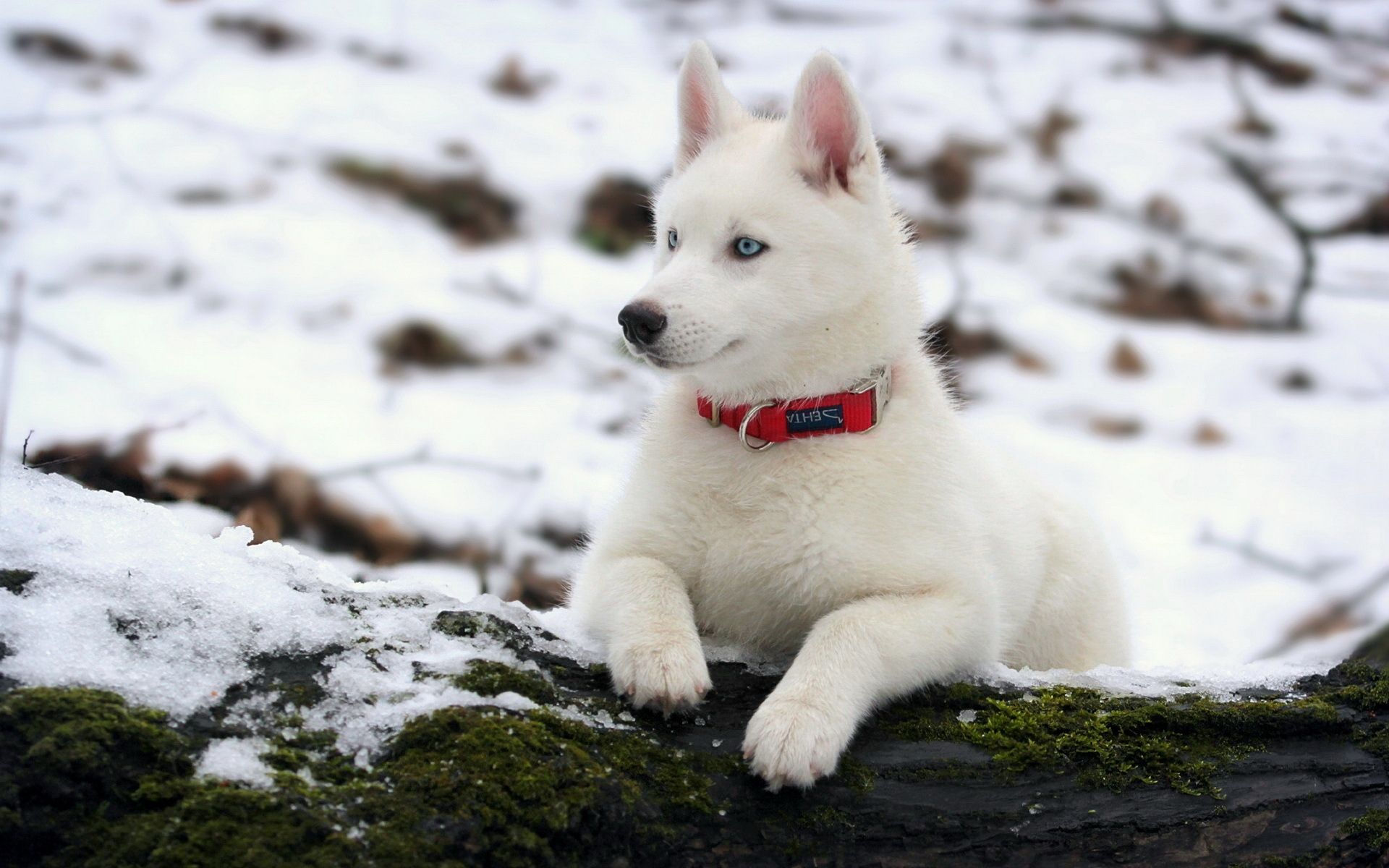 siberian husky HD Desktop Wallpaperk HD