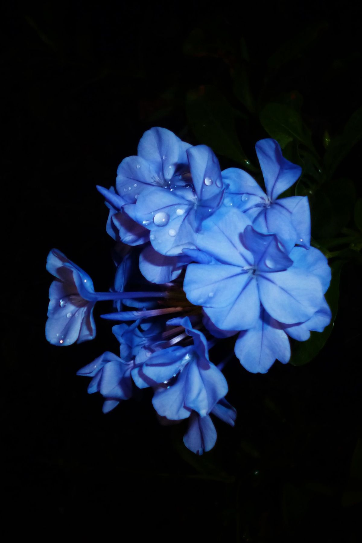 iPhone flowers blue waterdrops 4k mobile wallpaper