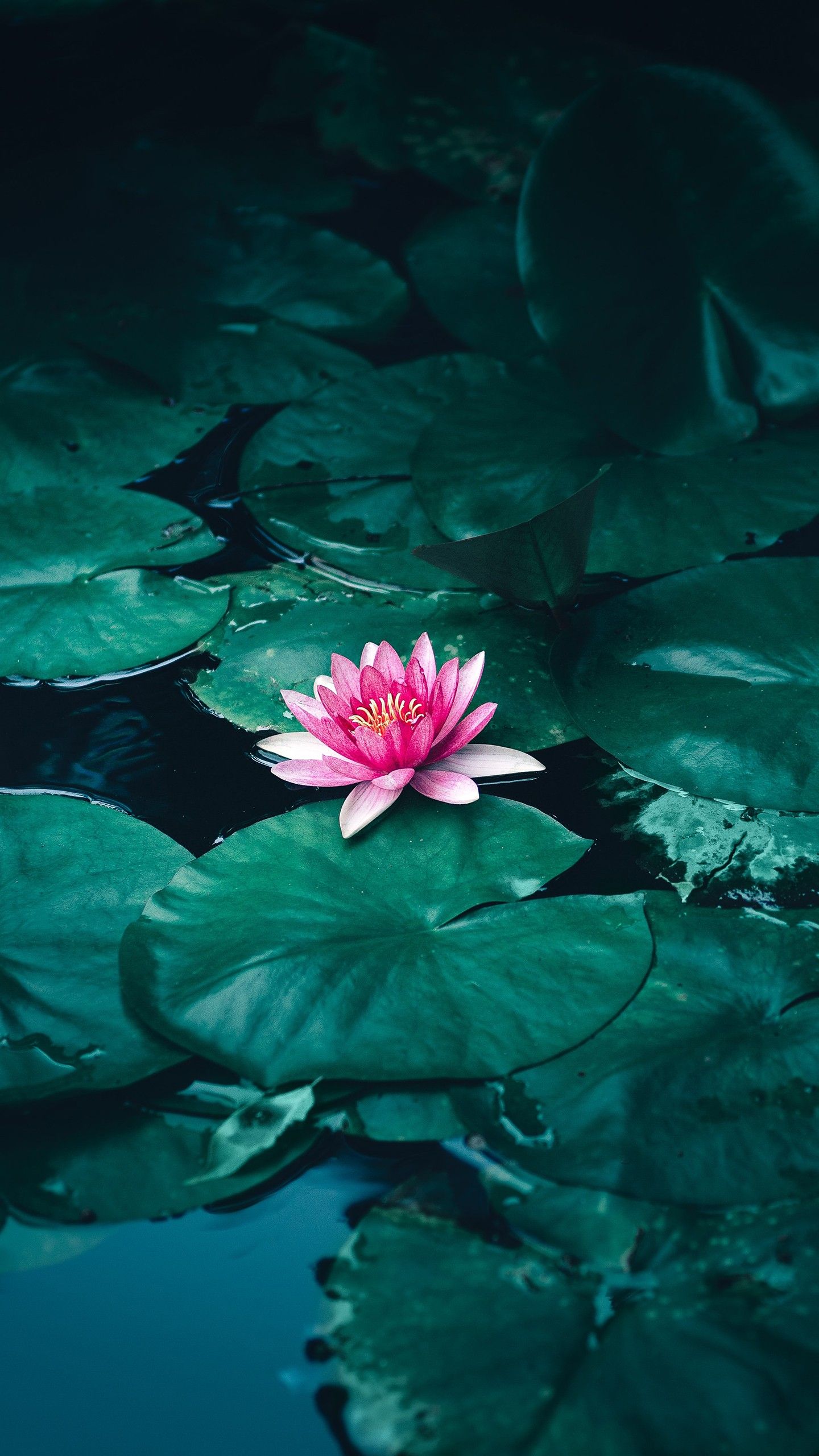Lotus Flower in Water 4K Wallpaper