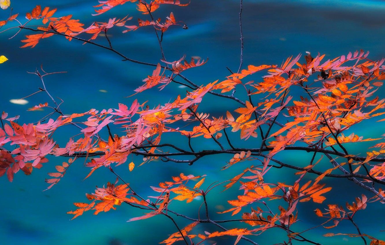 Wallpaper autumn, leaves, branch, China, Sichuan, Jiuzhaigou, Jiuzhaigou National Park, Valley of nine villages image for desktop, section природа
